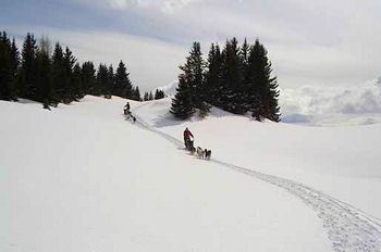 chiens traineaux