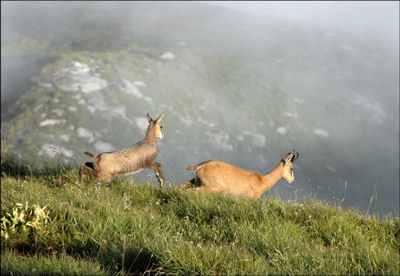 couple chamois