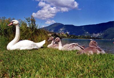 cygnes lac aiguebelette