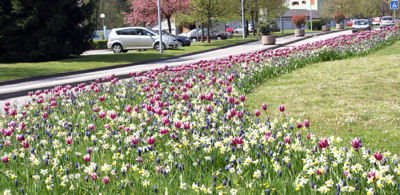 bulbes jardins La Motte Servolex