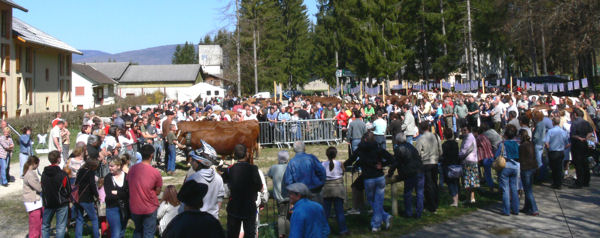 comices agricoles bauges