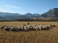 pastoralisme montagne