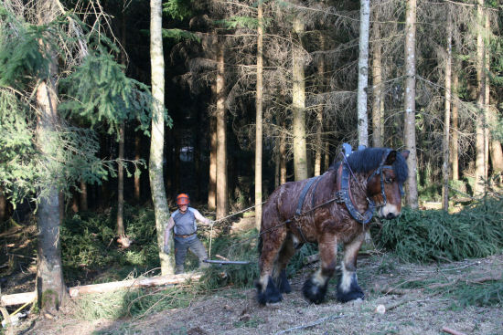 debardage cheval foret