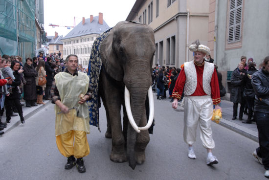 elephant chambery