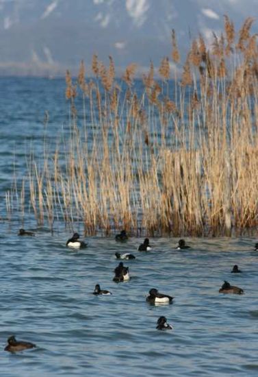 oiseaux savoie