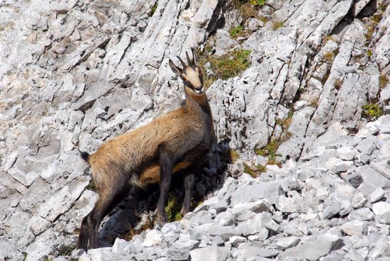 chamois bauges