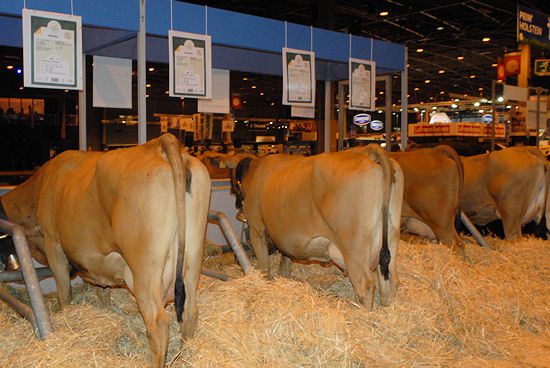 vaches au salon