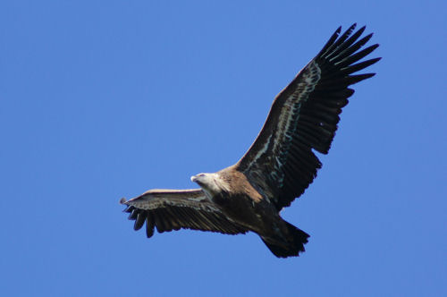 vautour dans le ciel