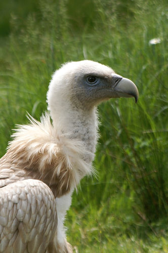 vautour jeune savoie