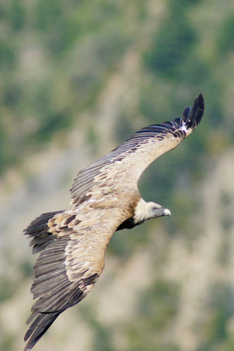 vautour montagne ete savoie