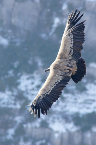 vautour montagne hibver savoie