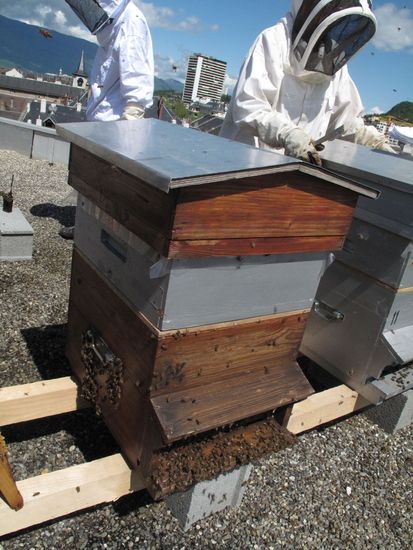 ruches et apiculteurs sur les toits de la ville