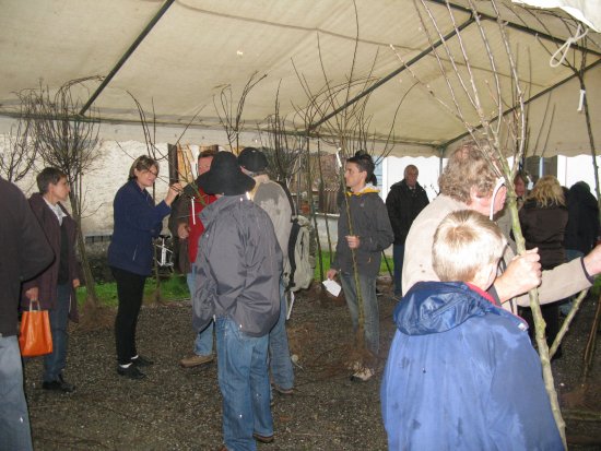 marché aux arbres