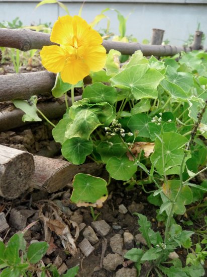 soigner les plantes par les plantes