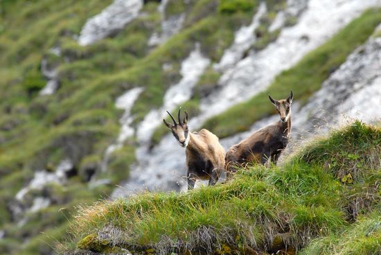 chamois jeune