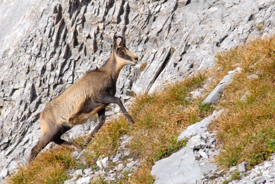 chamois montagne