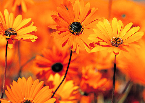 fleurs aix les bains