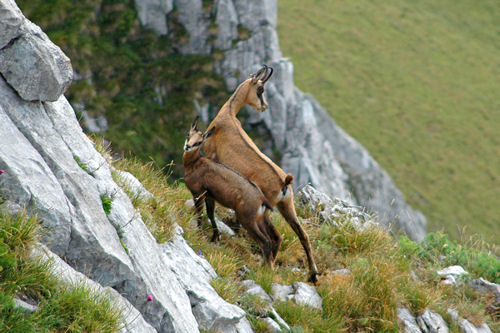 chamois dans les bauges