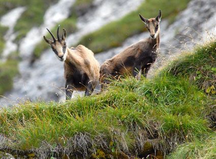 couple jeunes chamois