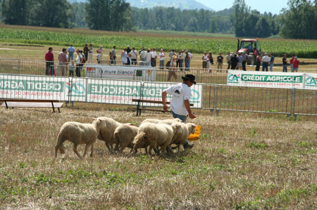 concours mouton