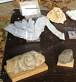 roche et fossiles des alpes