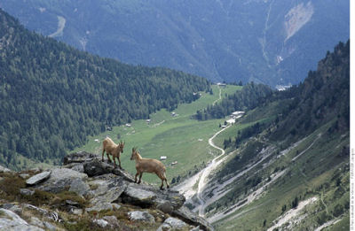 vanoise bouquetins