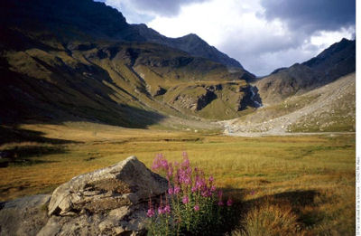 vanoise prairie