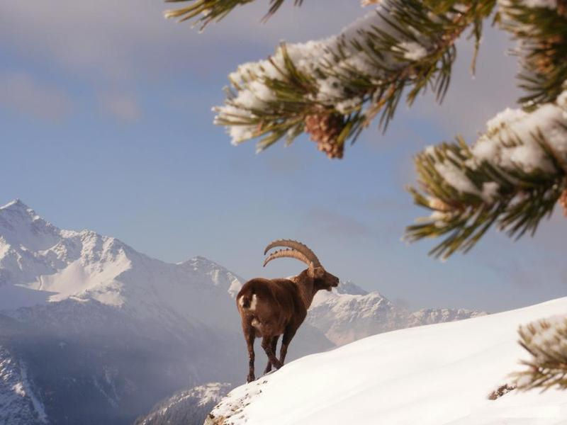 bouquetin neige en savoie