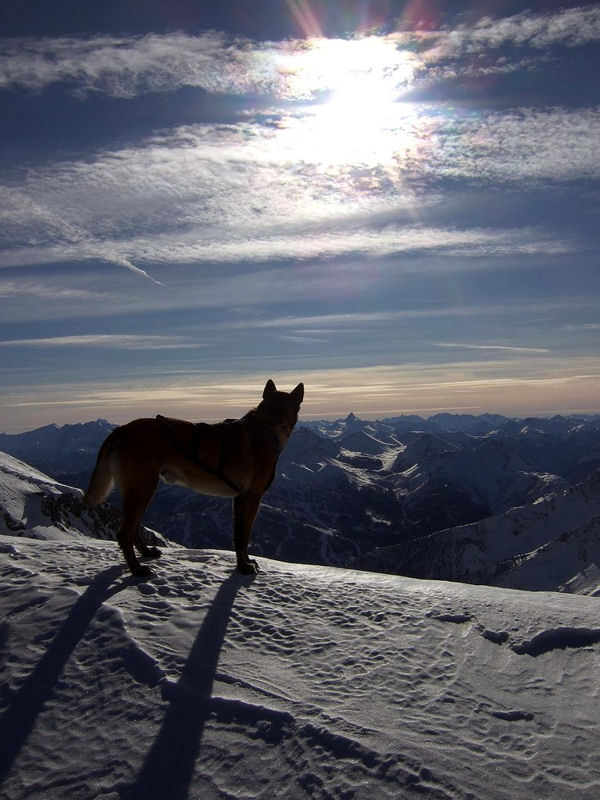 Photos Savoie - chien en montagne au sommet du val Frjus par Emmanuel Fiandino