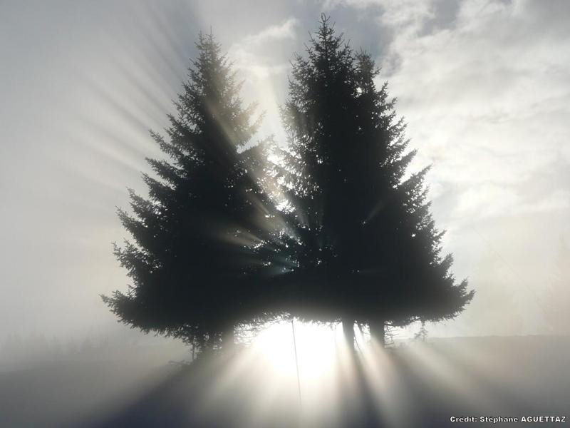 Sapins en montagne  la lumire du soleil en contre-jour par Stphane Aguettaz