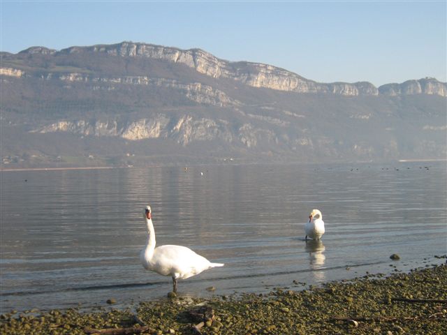 Le lac du Bourget et ses cygnes -  Conjux