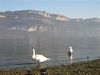 lac du bourget cygnne conjux