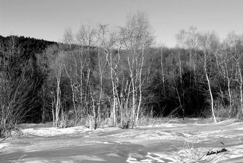 arbres champ de neige