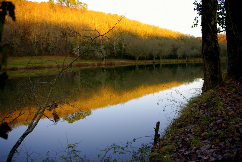 arbres reflet canal petit matin