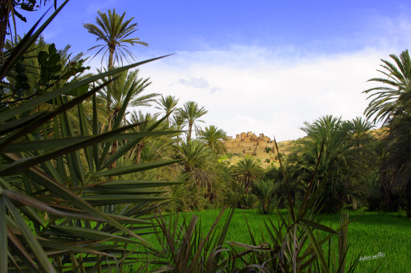 une palmeraie au Maroc intelligemment irrigue et cultive  