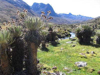 el cocuy